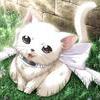 Kitten